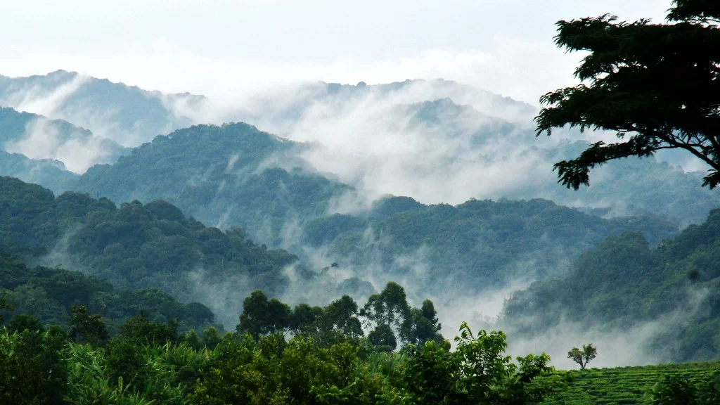 Bwindi Impenetrable National Park (Uganda National Park)