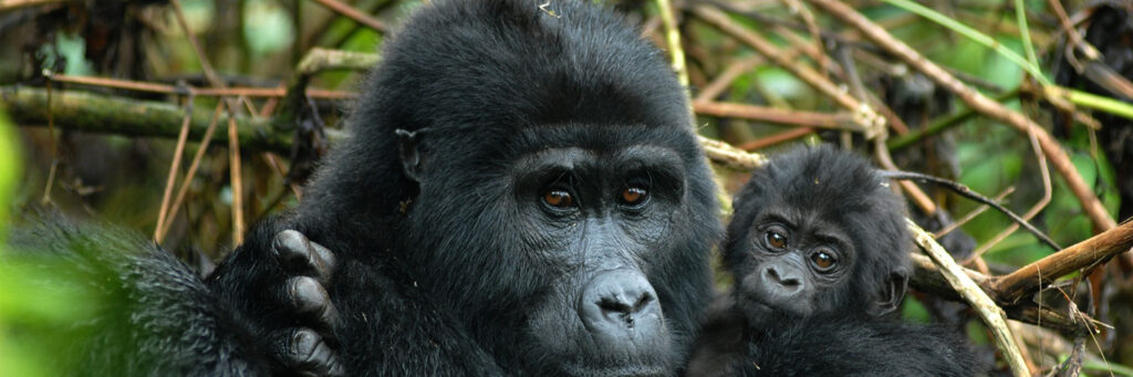 Gorilla Habituation and Chimp trekking