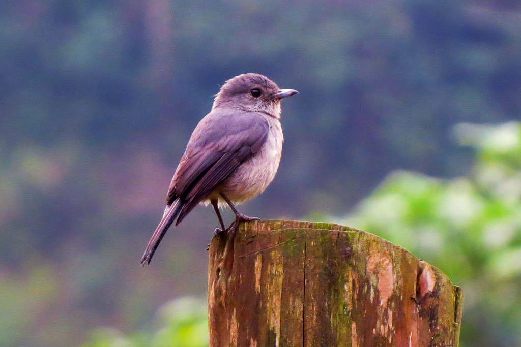 Bwindi Impenetrable National Park (Uganda National Park)