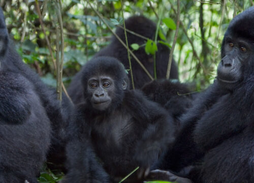 3-Day Bwindi Gorilla Trekking Safari and Lake Bunyonyi Tour