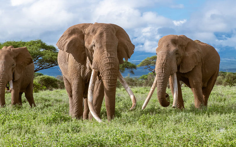Kenya Big Five Safari Kenya Big Five Experience