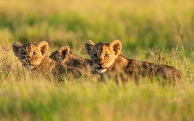 6 Day Private Kenya Big Five Safari Masai Mara National Reserve