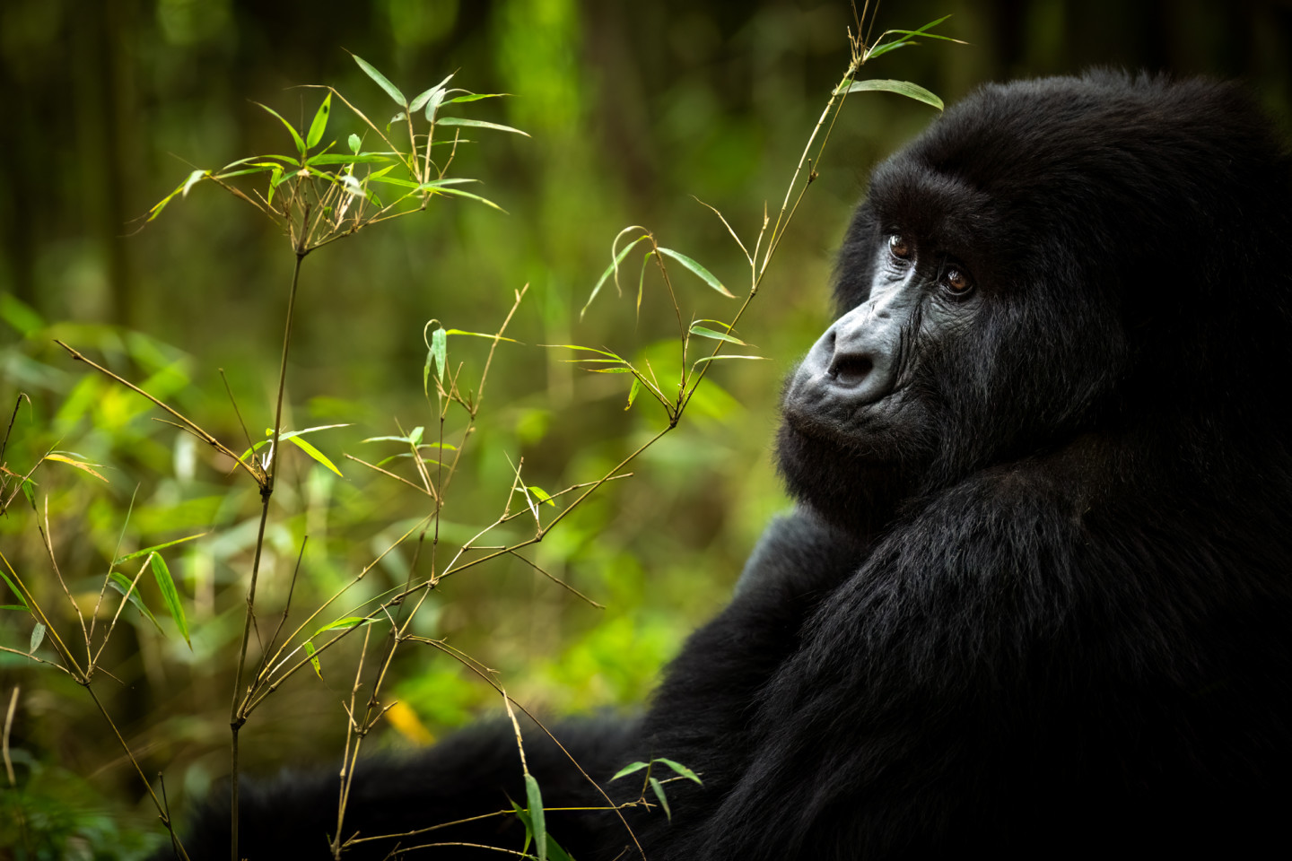 Bwindi Gorilla Trekking Tour 