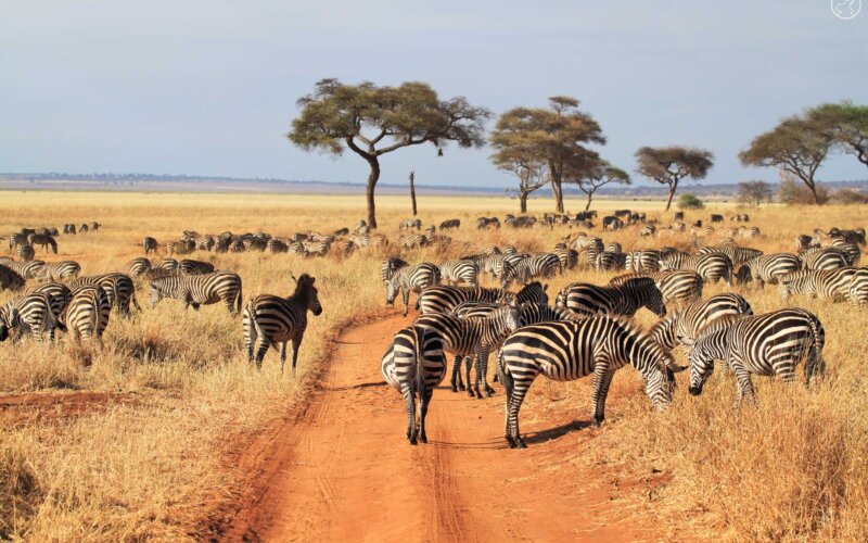 Tanzania Safaris