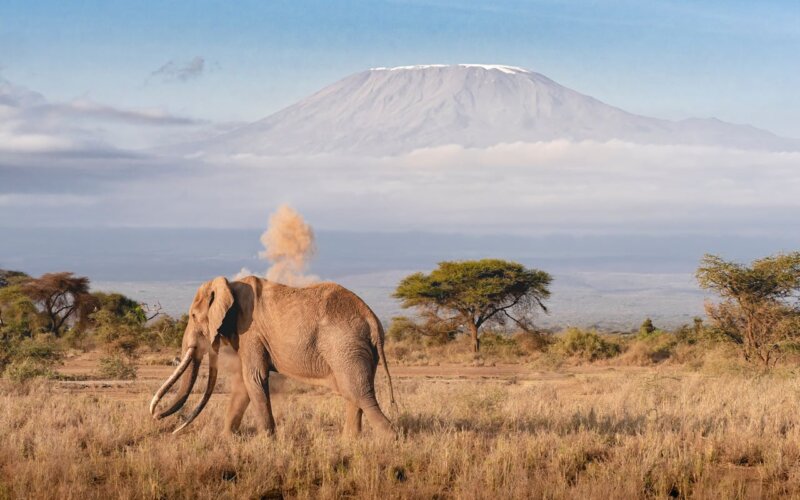 Tanzania Wildlife Experience Tour