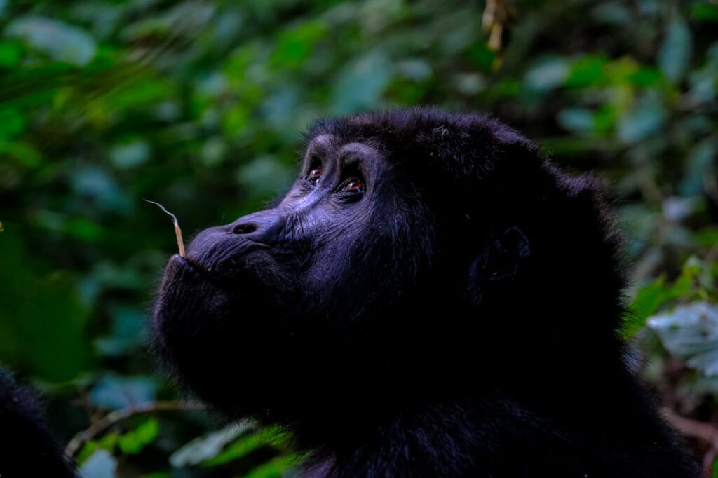 Bwindi Gorilla Trekking Tour