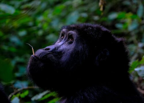 3 Day Bwindi Gorilla Trekking Safari