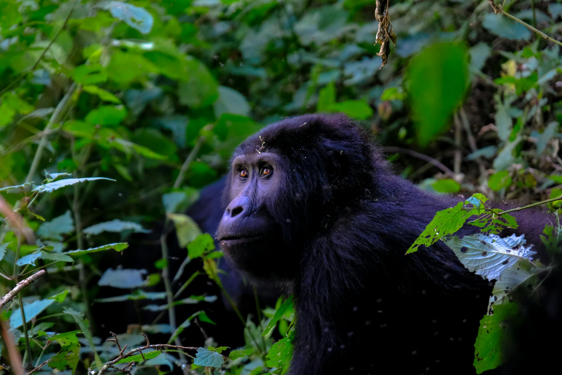 Giant Holiday Safaris