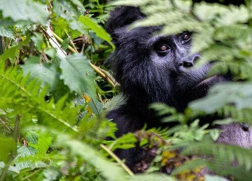 4 Days Gorilla Trekking and Adventure Safari