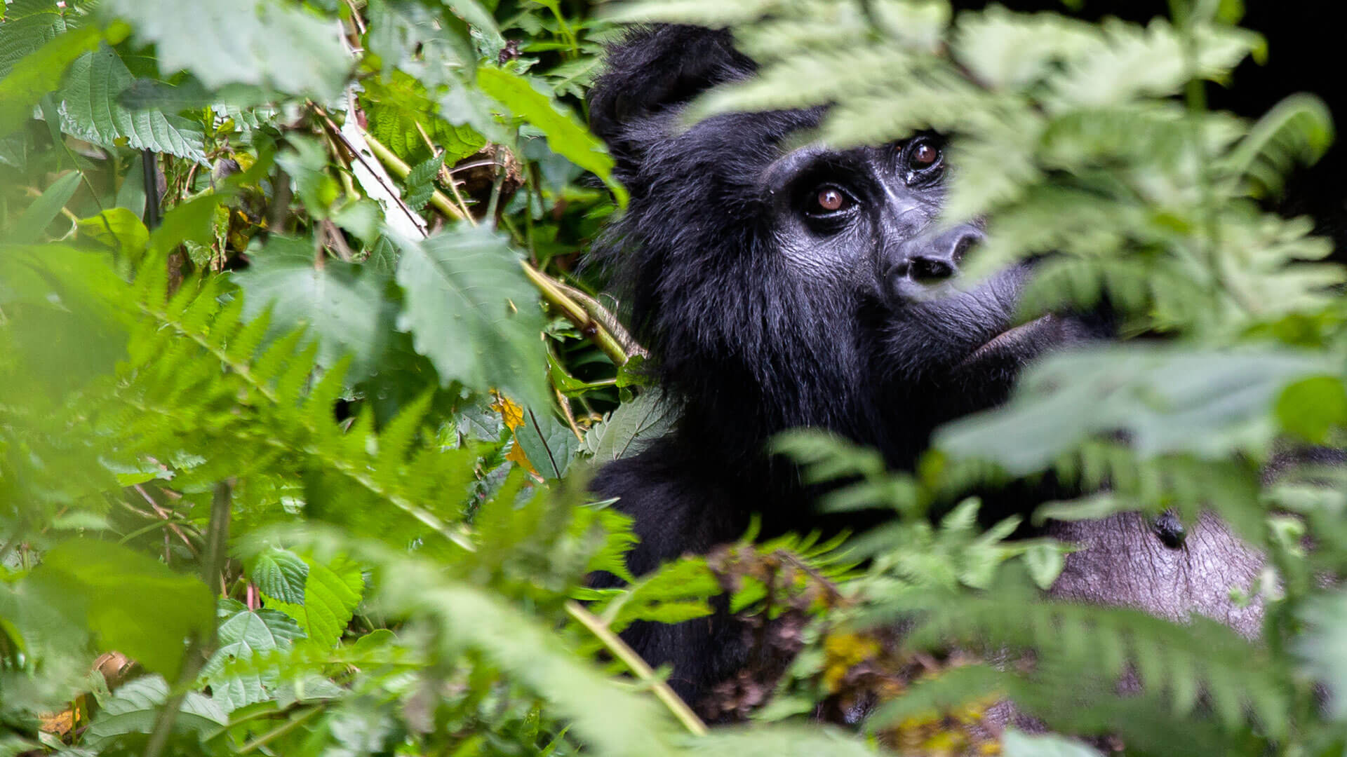 4 Day Gorilla & Boat Cruise