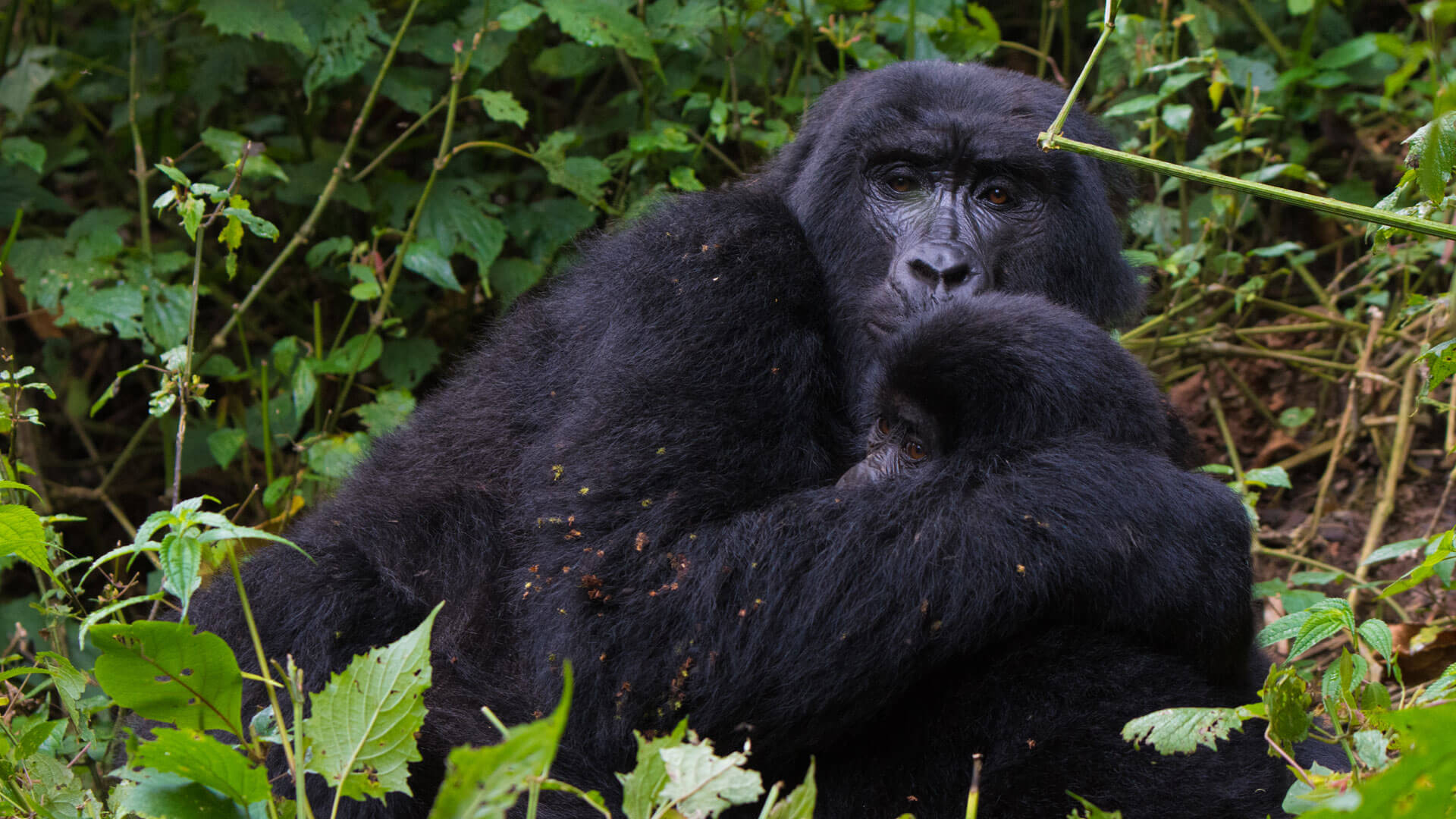 Between Uganda and Rwanda