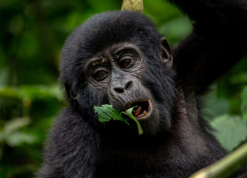 Gorilla Trekking in Volcanoes National Park