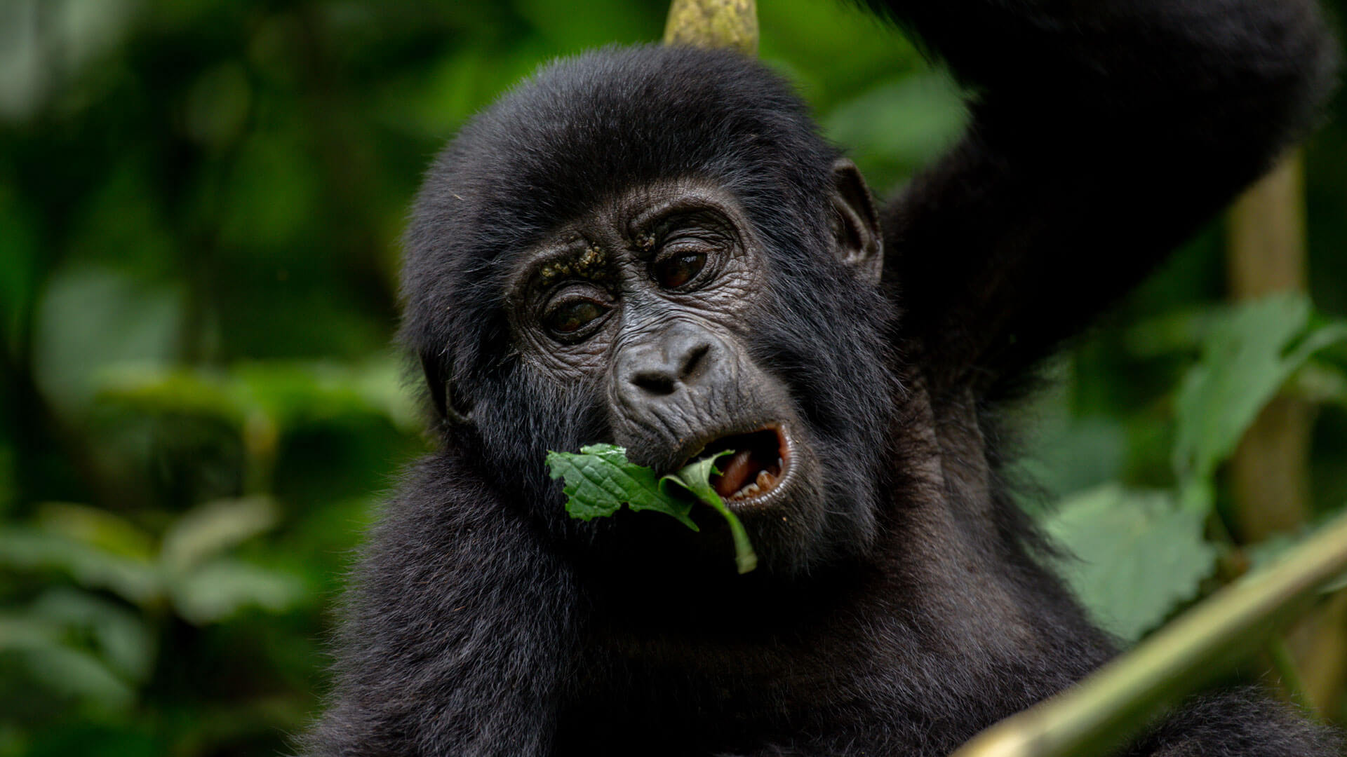 Bwindi-Gorilla-Habituation-Experience
