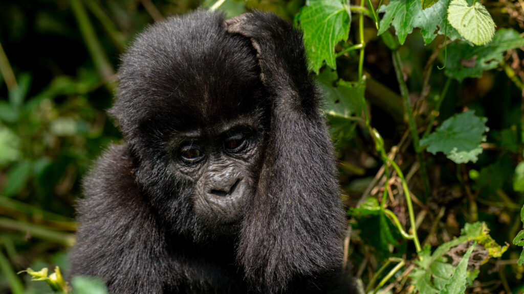 Bwindi Impenetrable Forest National Park