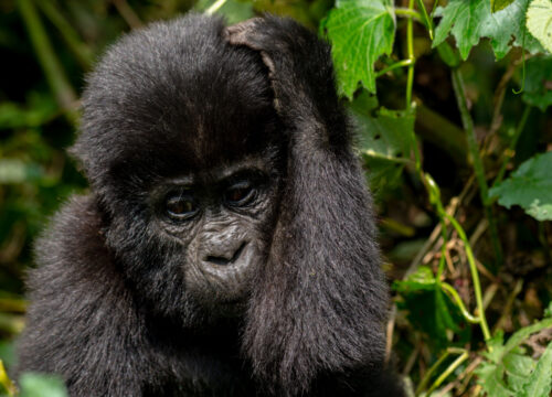 How long do you stay with gorillas in Bwindi Impenetrable National Park