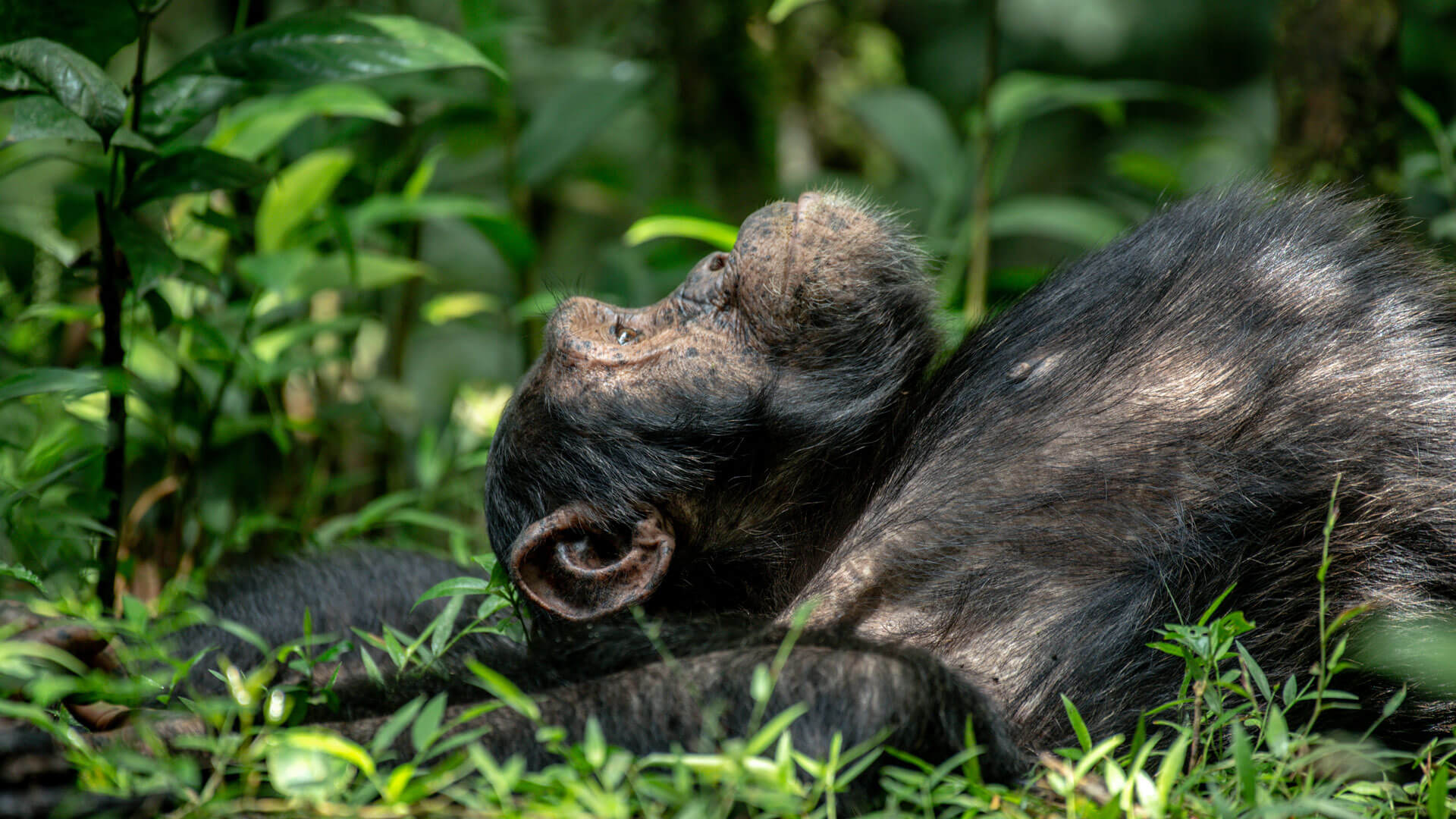 Chimpanzee and Gorilla Trekking in Uganda on a Weekend