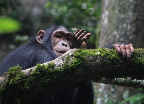 Chimpanzee trekking in Kaniyo Pabidi