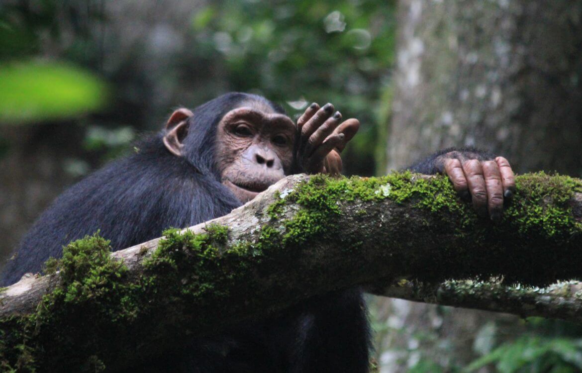 Chimpanzee trekking in Kaniyo Pabidi
