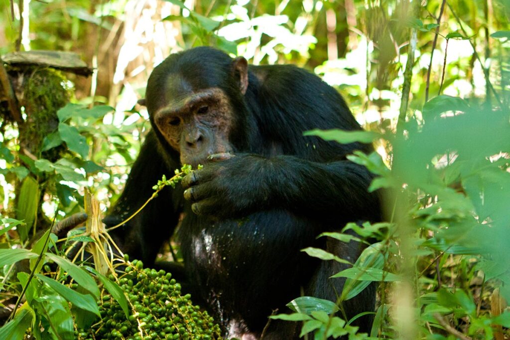 Chimpanzee trekking in kibale Forest National Park