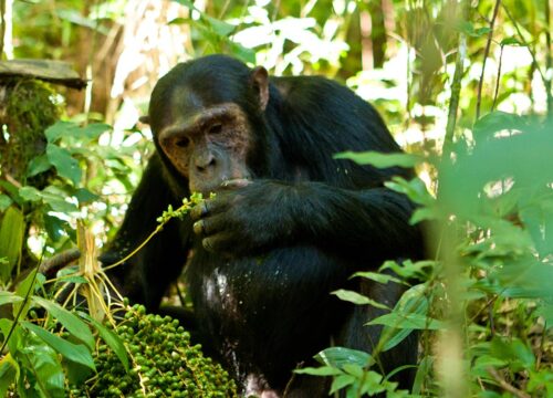 How many hours do you stay with Chimpanzees in Kibale Forest National Park?