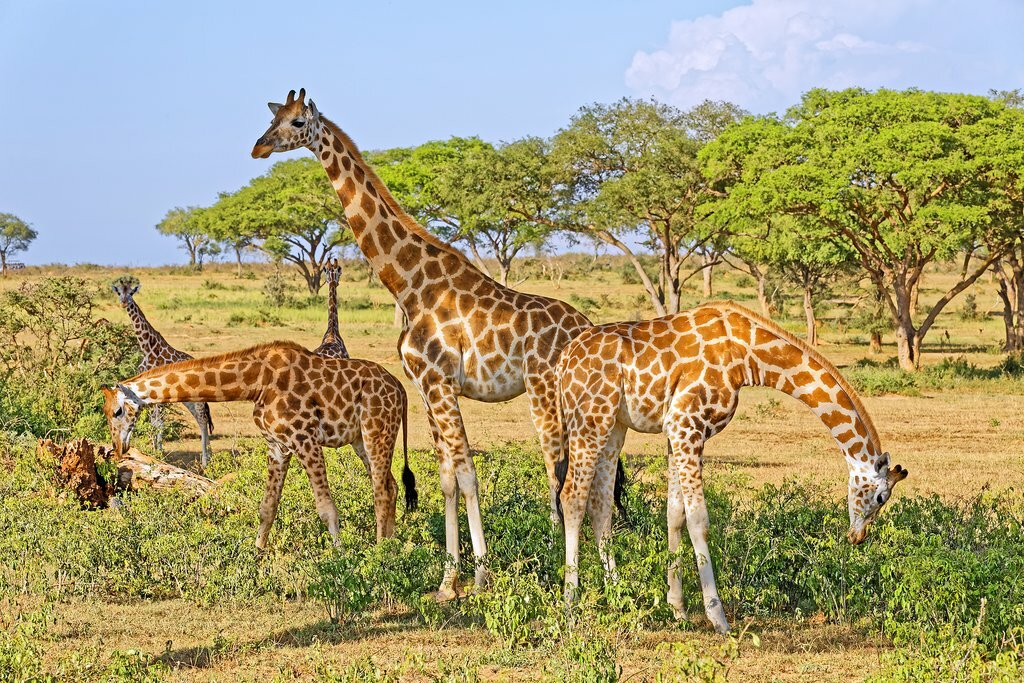 Kidepo Valley National Park