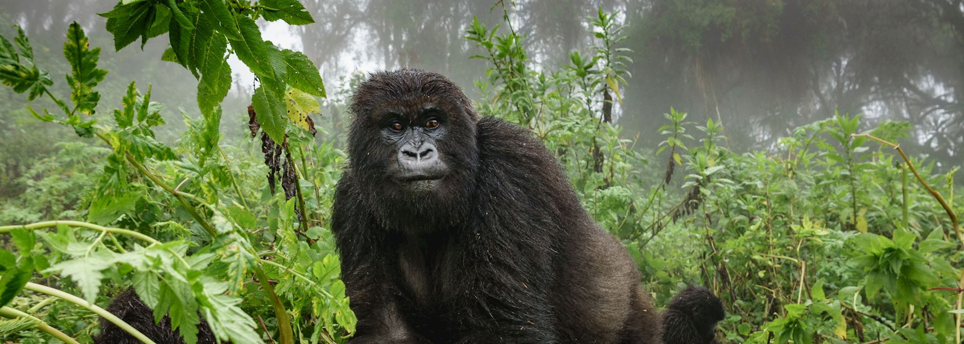 Mgahinga Gorilla National Park