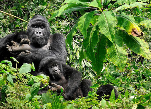 6 Days Gorillas and Chimpanzee Trekking Safari