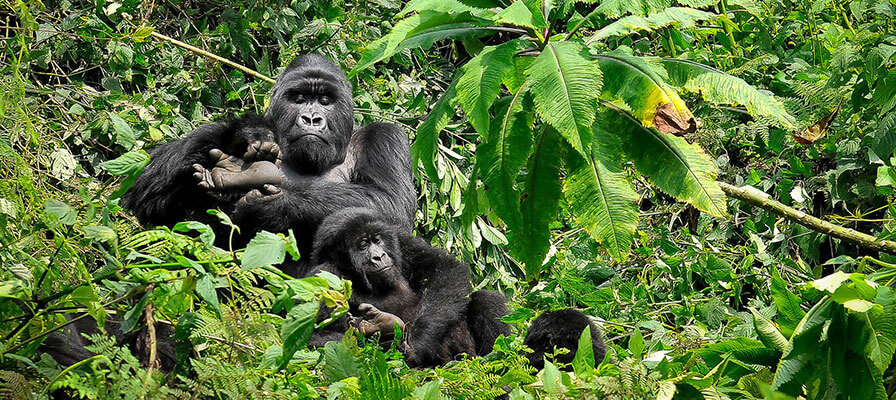 5 Days Gorillas and Chimpanzee Trekking