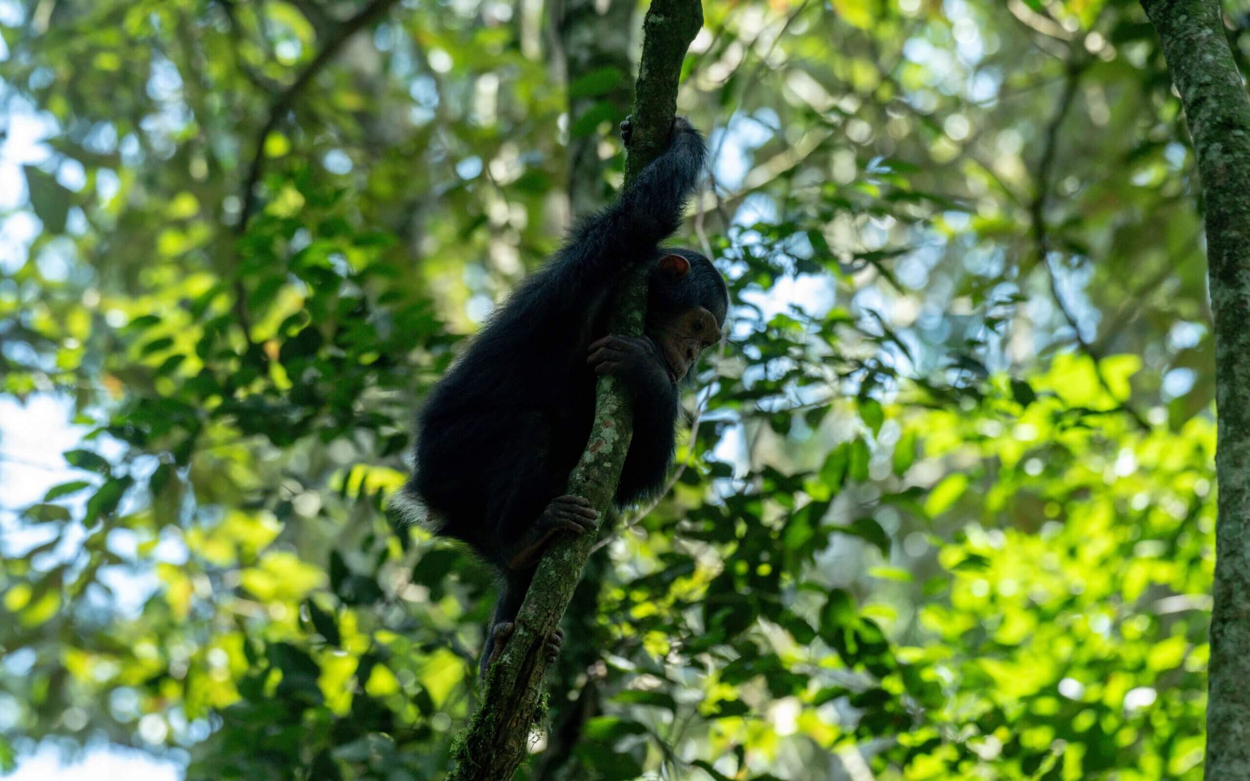 Best lodge Options in Bwindi Impenetrable National Park