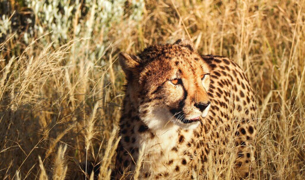 Big Cats in Uganda