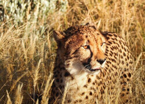 Top Destinations for Spotting Big Cats in Uganda