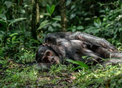 Chimpanzee Trekking Experience in kibale Forest National Park