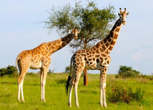 Where to see Giraffes in Uganda