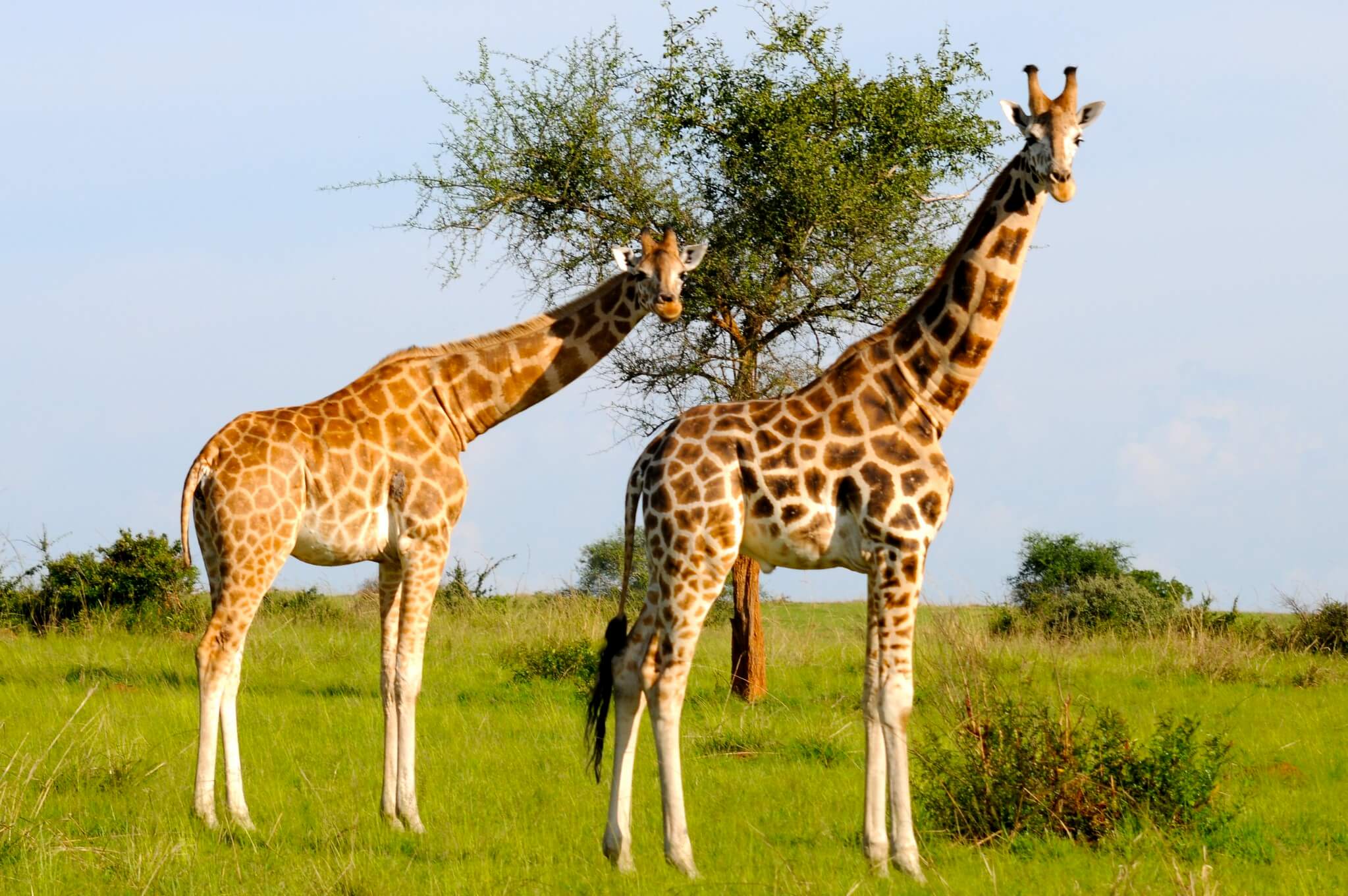Giraffes in Uganda