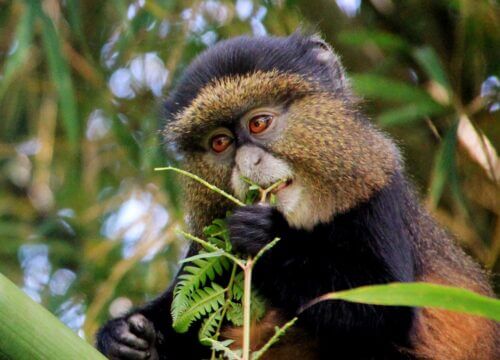 Golden monkey trekking in Mgahinga Gorilla National Park