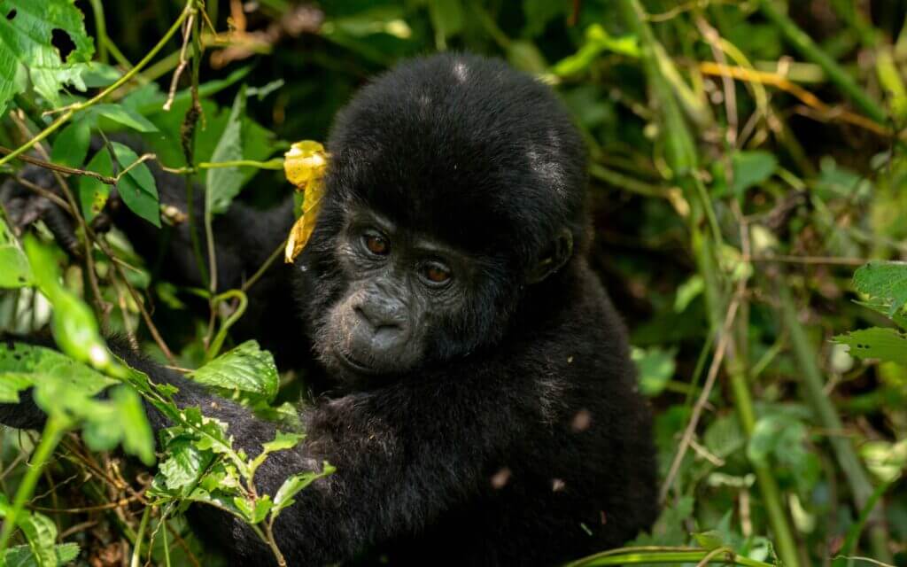 Gorilla Trekking and Wildlife Safari