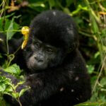 Gorilla Trekking and Wildlife Safari