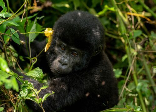 4 Day Uganda Gorilla Trekking and Wildlife Safari