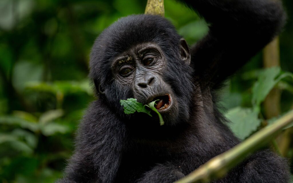 How safe is gorilla trekking in Uganda now