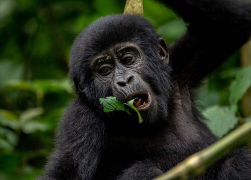 How safe is gorilla trekking in Uganda