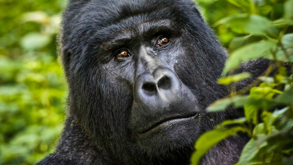 Top 10 Best things to do on a safari in Uganda