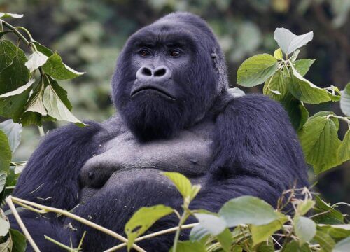 Cheapest way to see mountain gorillas