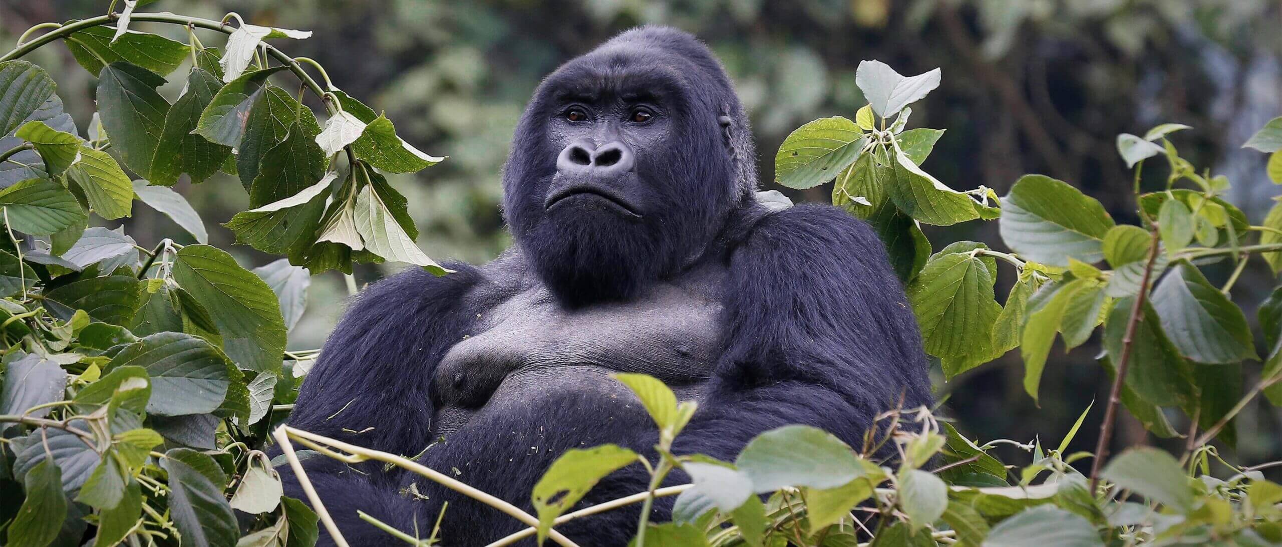 cheapest way to see mountain gorillas