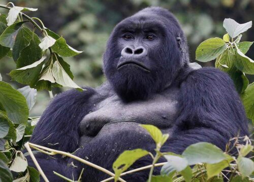 5 Days Uganda Gorillas and Chimpanzee Tracking Safari