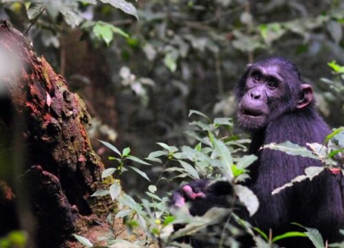 Chimpanzee Trekking in Bugoma Forest