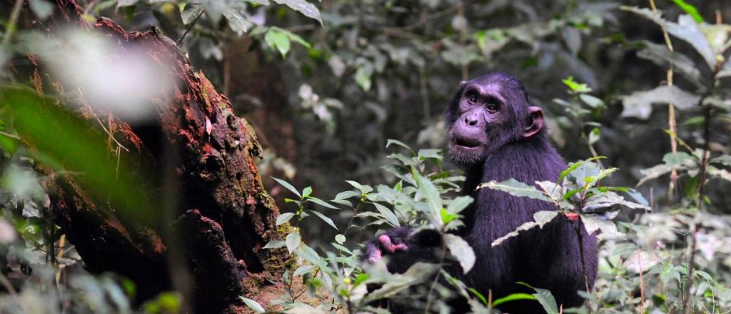 chimpanzee trekking in Bugoma forest