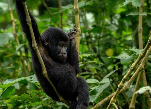 Gorilla permit and safari holiday booking in Ruhija sector