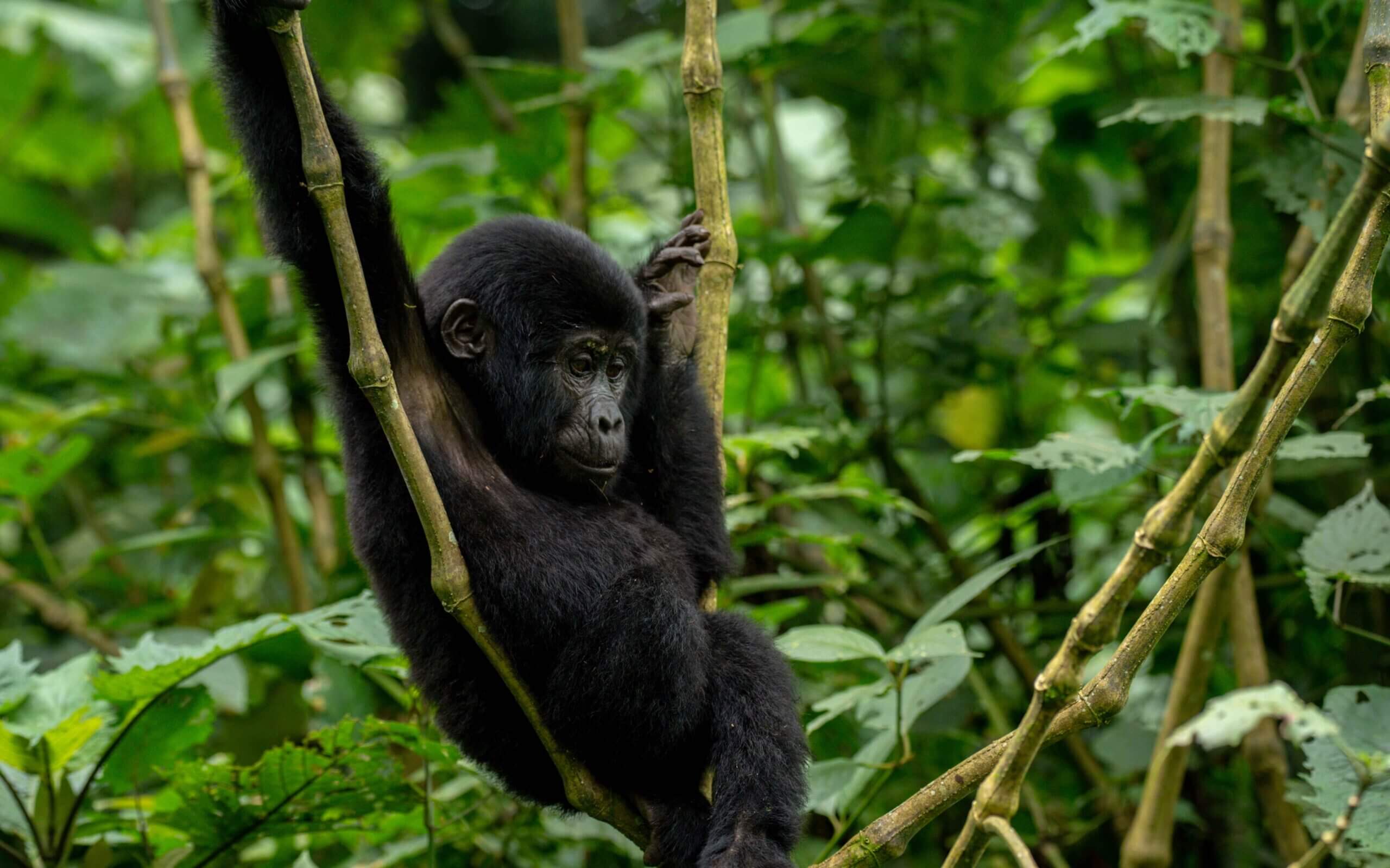 gorilla permit in Ruhija sector