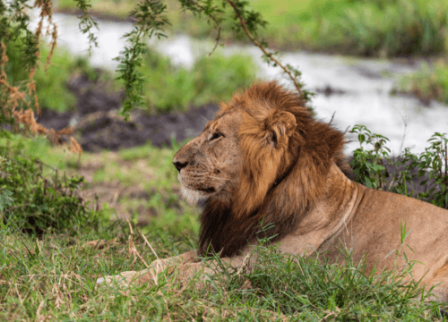 Best time for honeymoon in Queen Elizabeth National Park