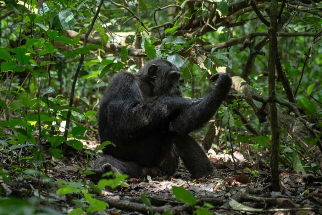 luxury gorilla trip to Bwindi